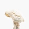 albino avery mushrooms