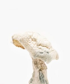 albino avery mushrooms