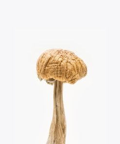 Mexican Mushrooms