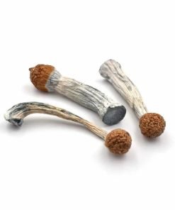penis envy mushrooms for sale online
