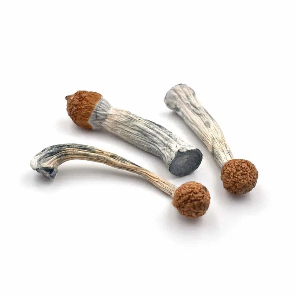 penis envy mushrooms for sale online