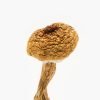 Texas Penis Envy 6 Mushrooms
