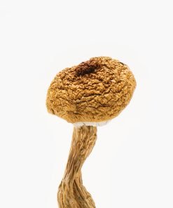 Texas Penis Envy 6 Mushrooms